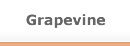 Grapevine